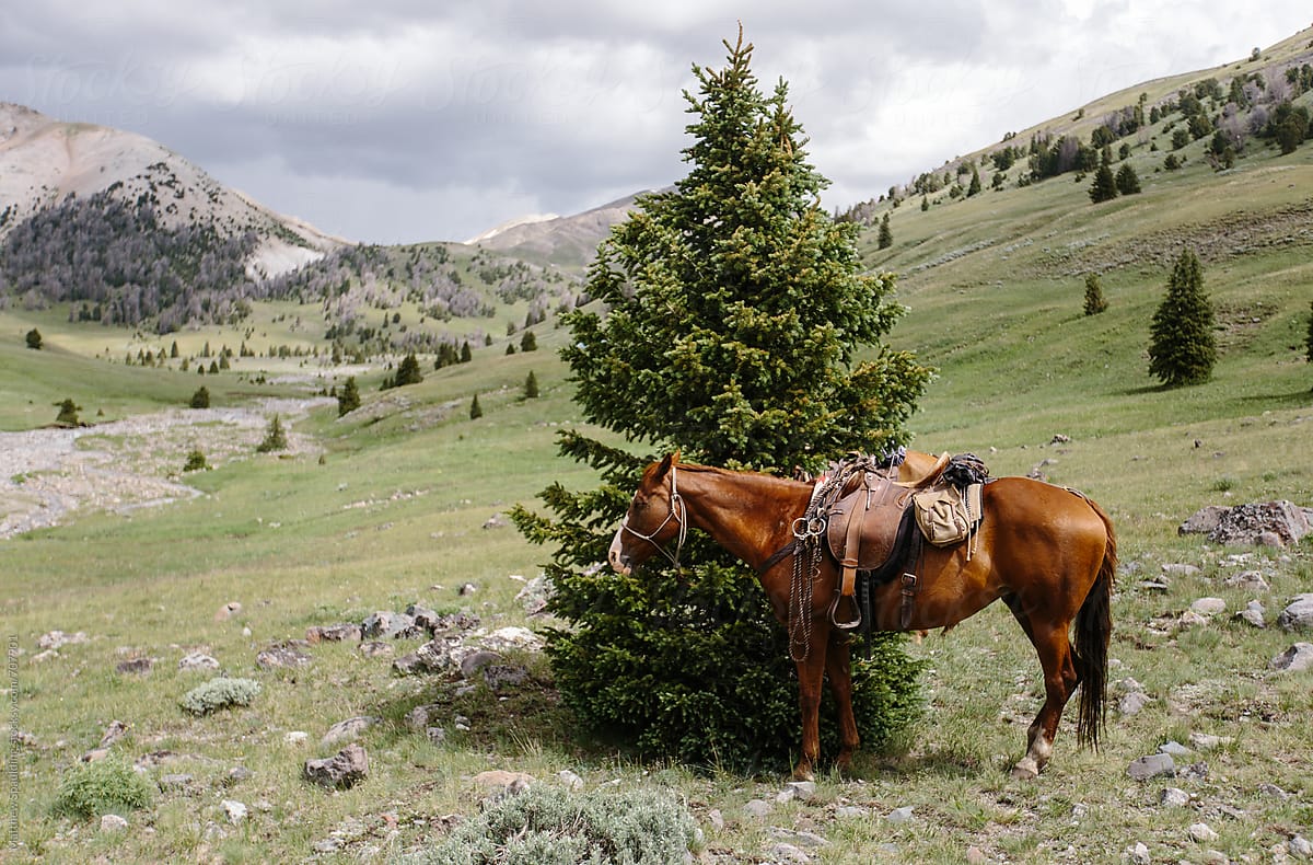 Horse tied to tree waiting for owner