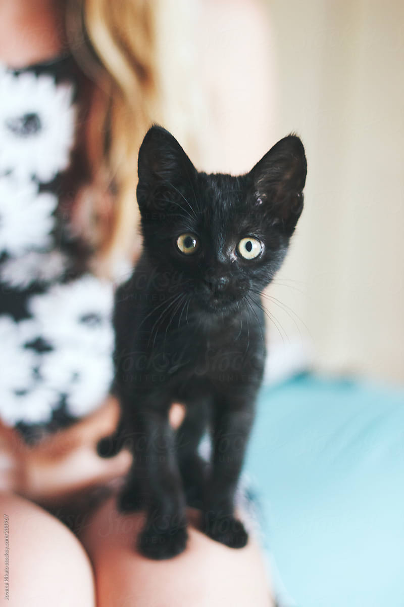 Cute Black  Kitten by Jovana Rikalo