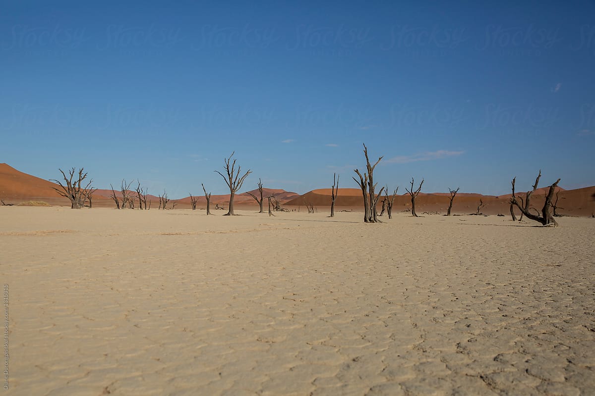 Dead Trees in the Desert