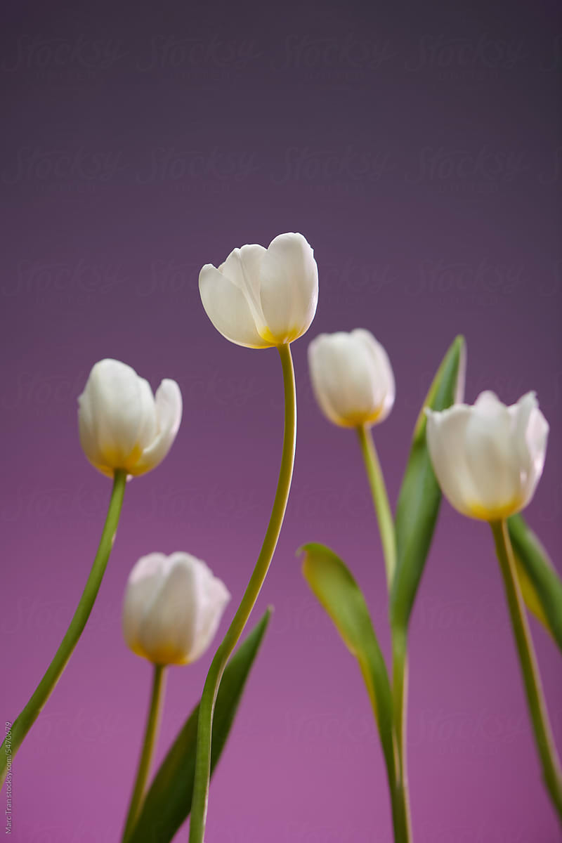 White tulips close up. Many tulips