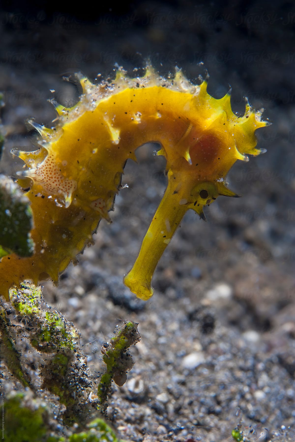 Yellow Tigertail Seahorse swimming on the coral reef  underwater in Indonesia