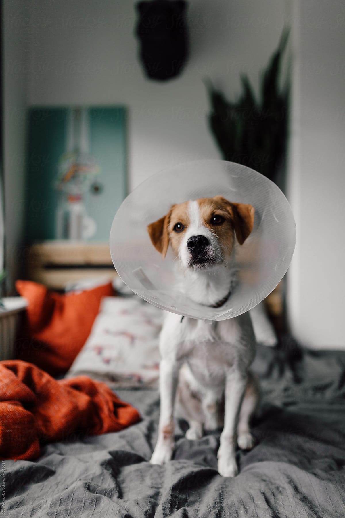 Dog with a cone standing on the bed