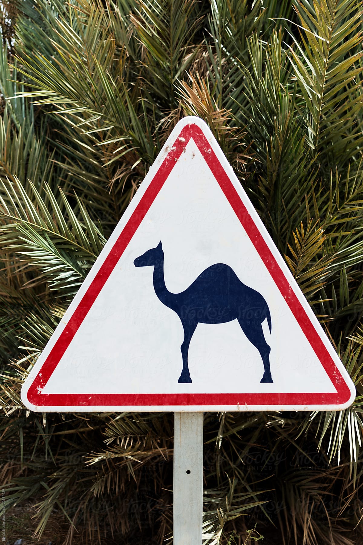 Danger! Camel on the road