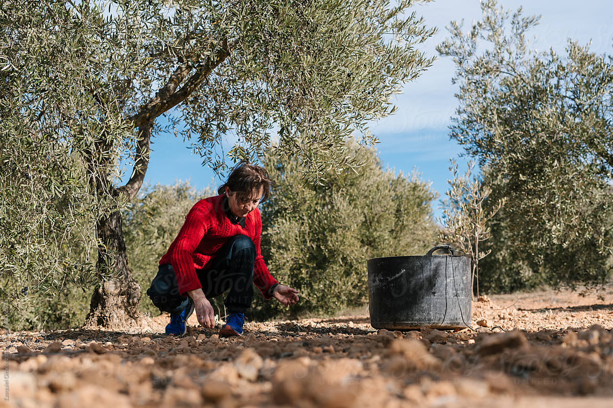 Woman picking olives during harvesting works