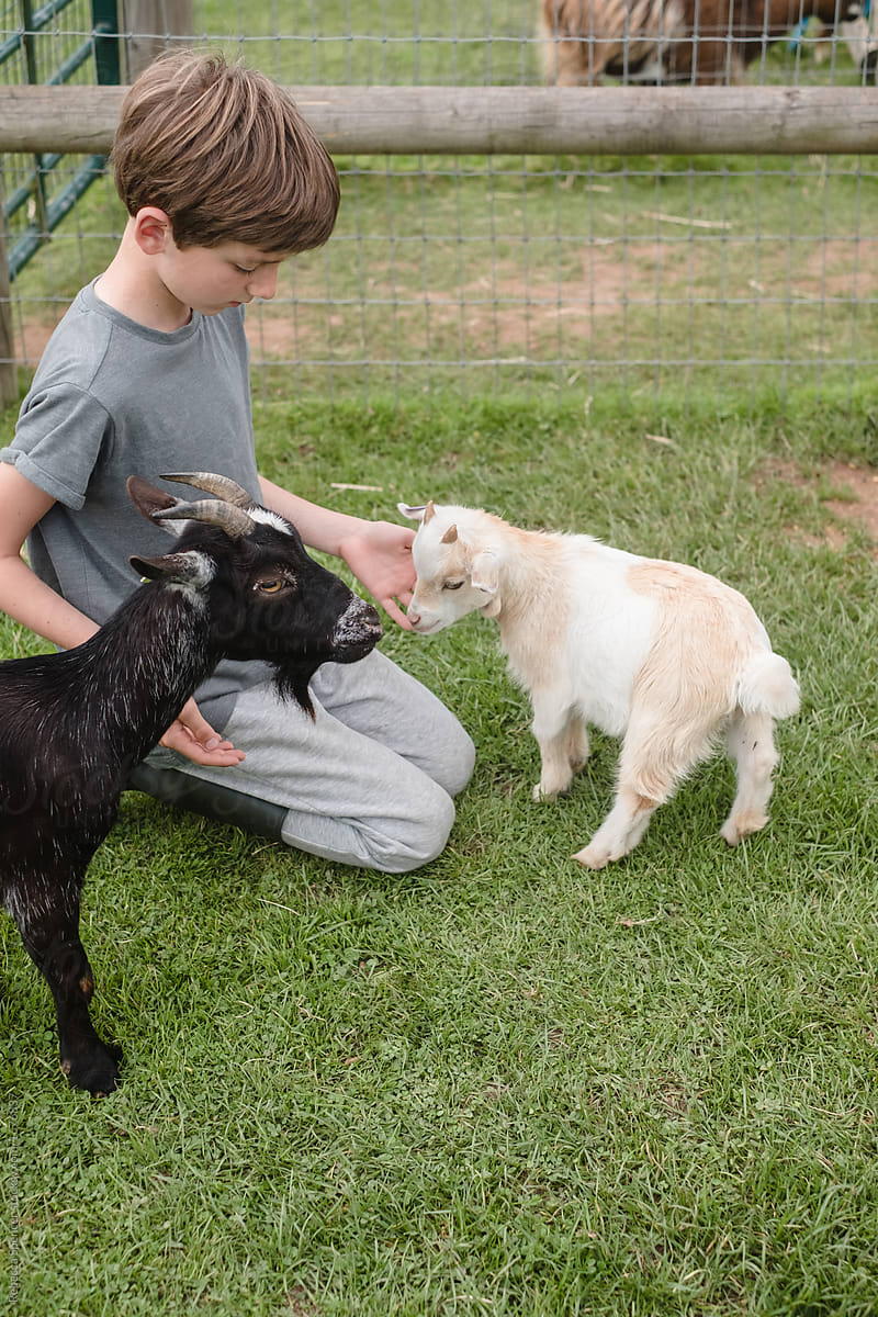 Child has fun feeding and petting animals at the petting zoo