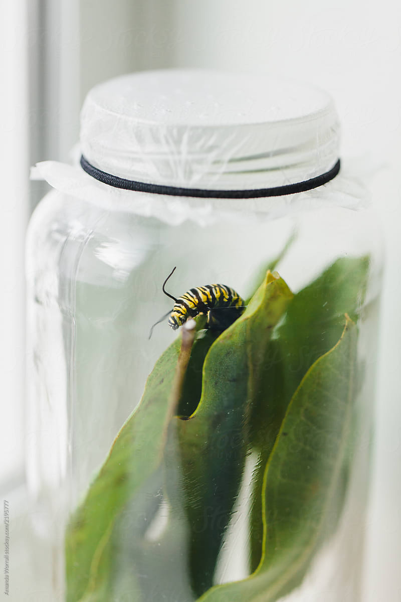 Close up of a Monarch caterpillar in a glass jar
