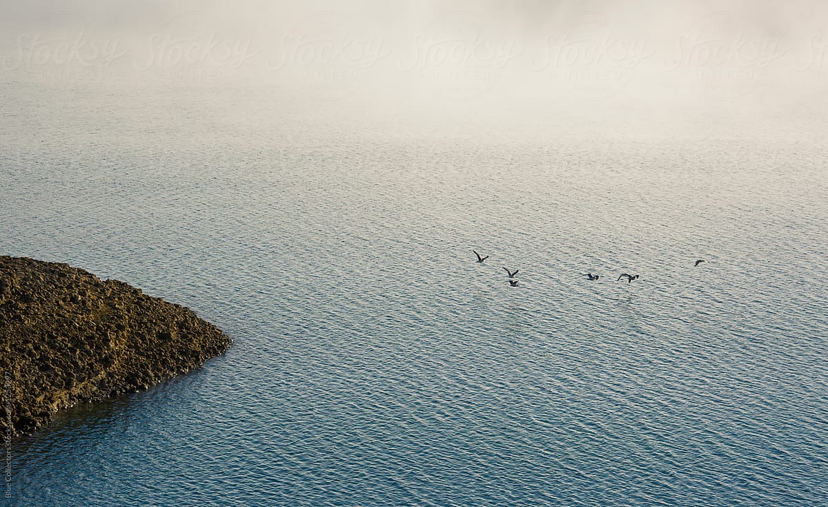 Folk of Birds flying on a lake\'s surface at misty sunrise