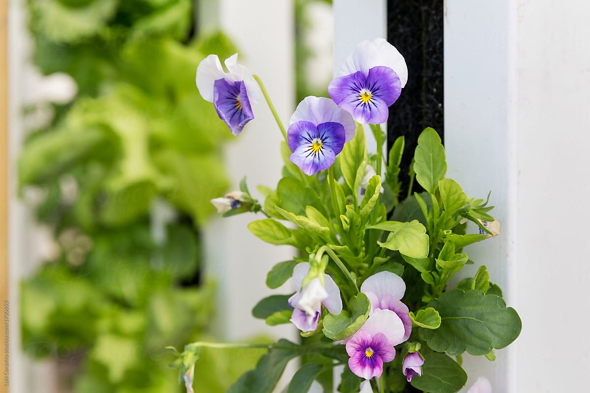 Comestible flowers growing on a hydroponic tower