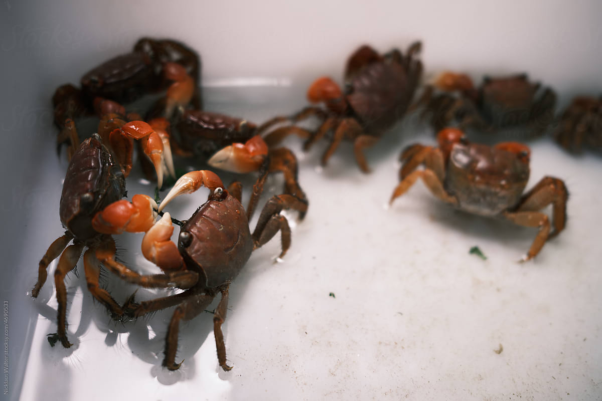 A Group Of Crabs For Sale At A Local Market In Anhui, China.