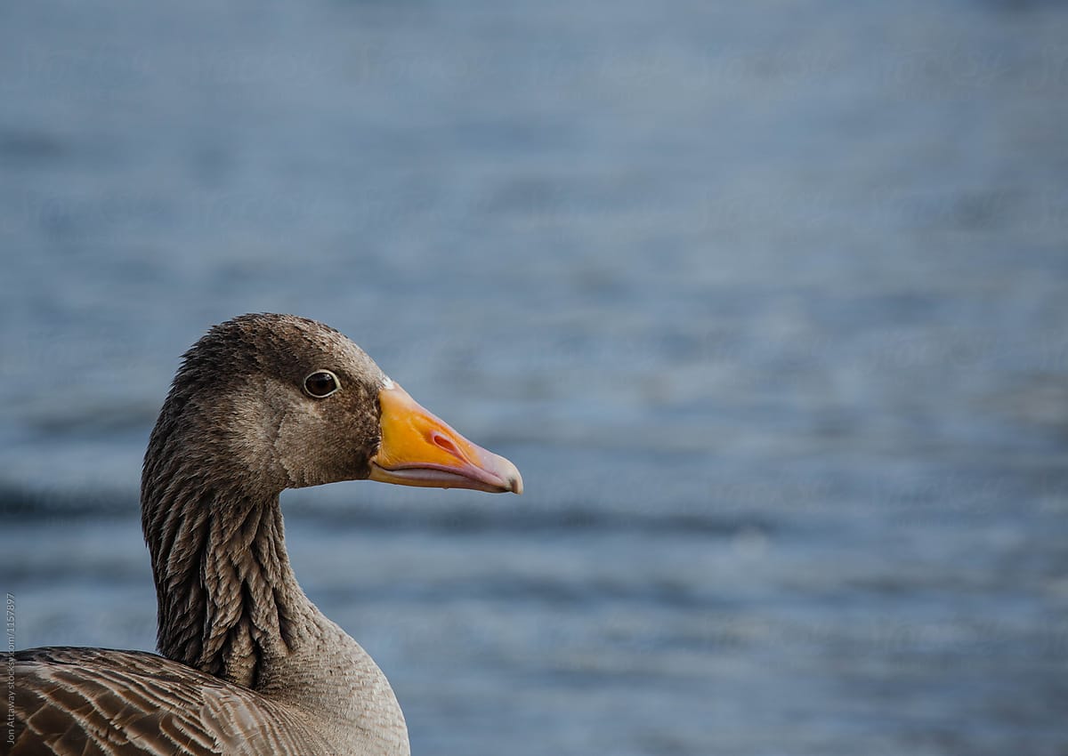 Greylag goose looking out over a lake