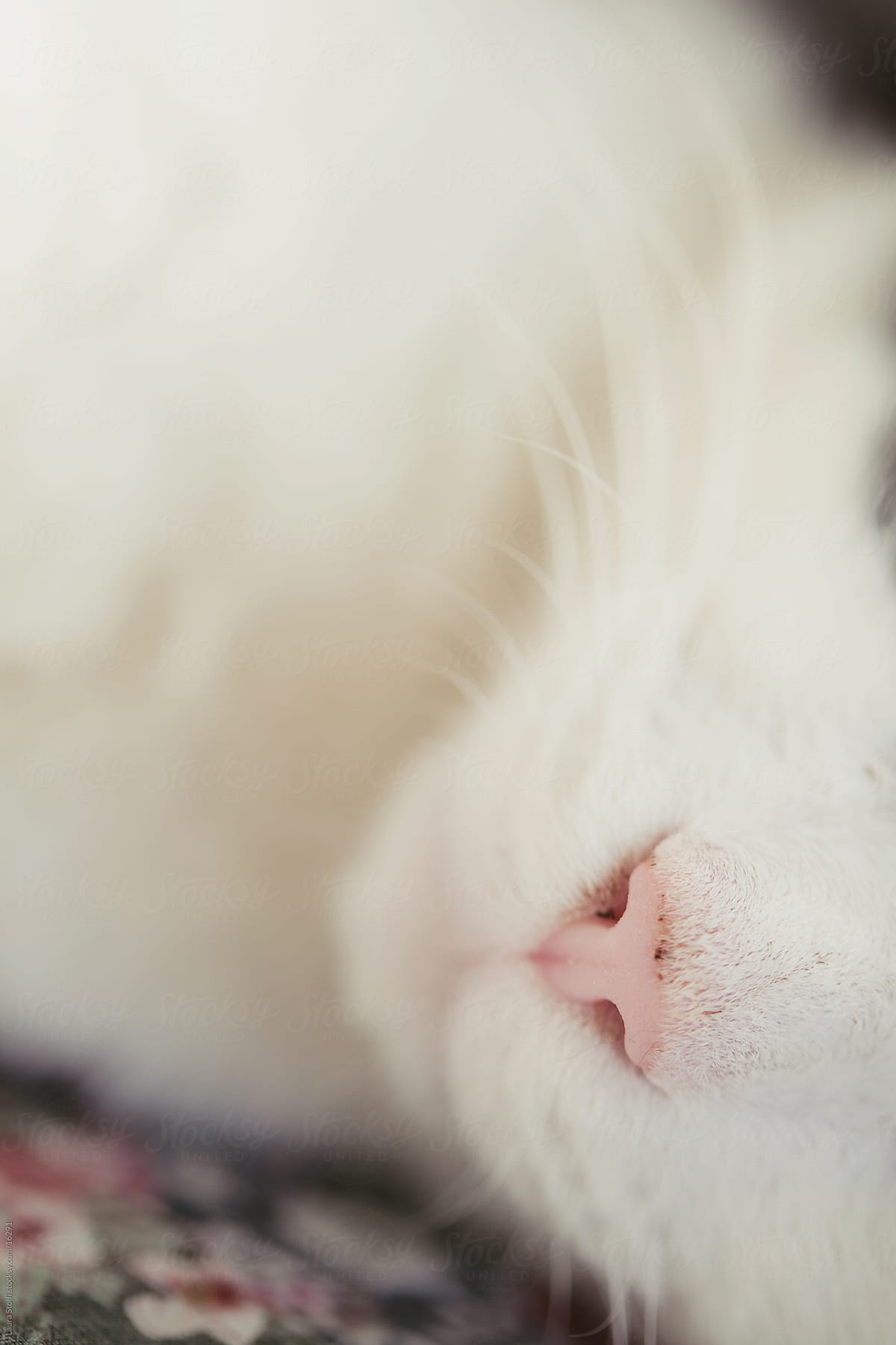 Extreme close-up of pink nose of sleeping cat