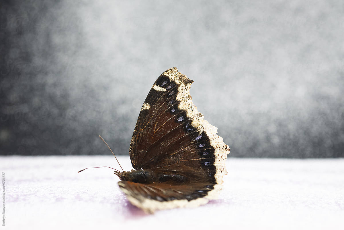 Study of Mourning Cloak Butterfly