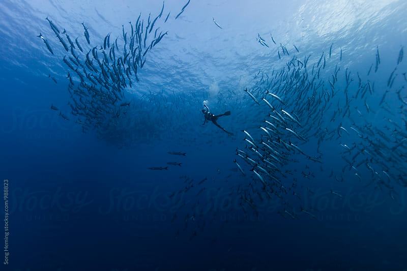 Diving with school of barracuda