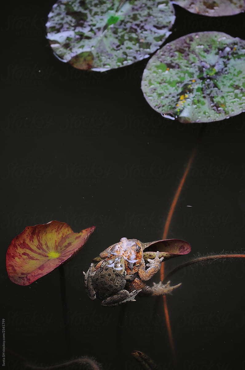 The pond frogs
