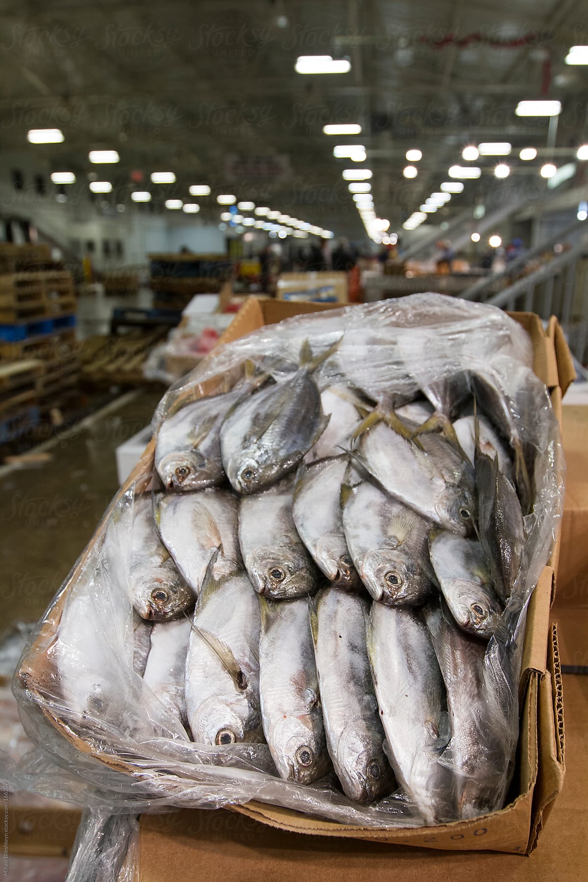 Fresh fish (Pacific pomfret) for sale at a New York wholesale market