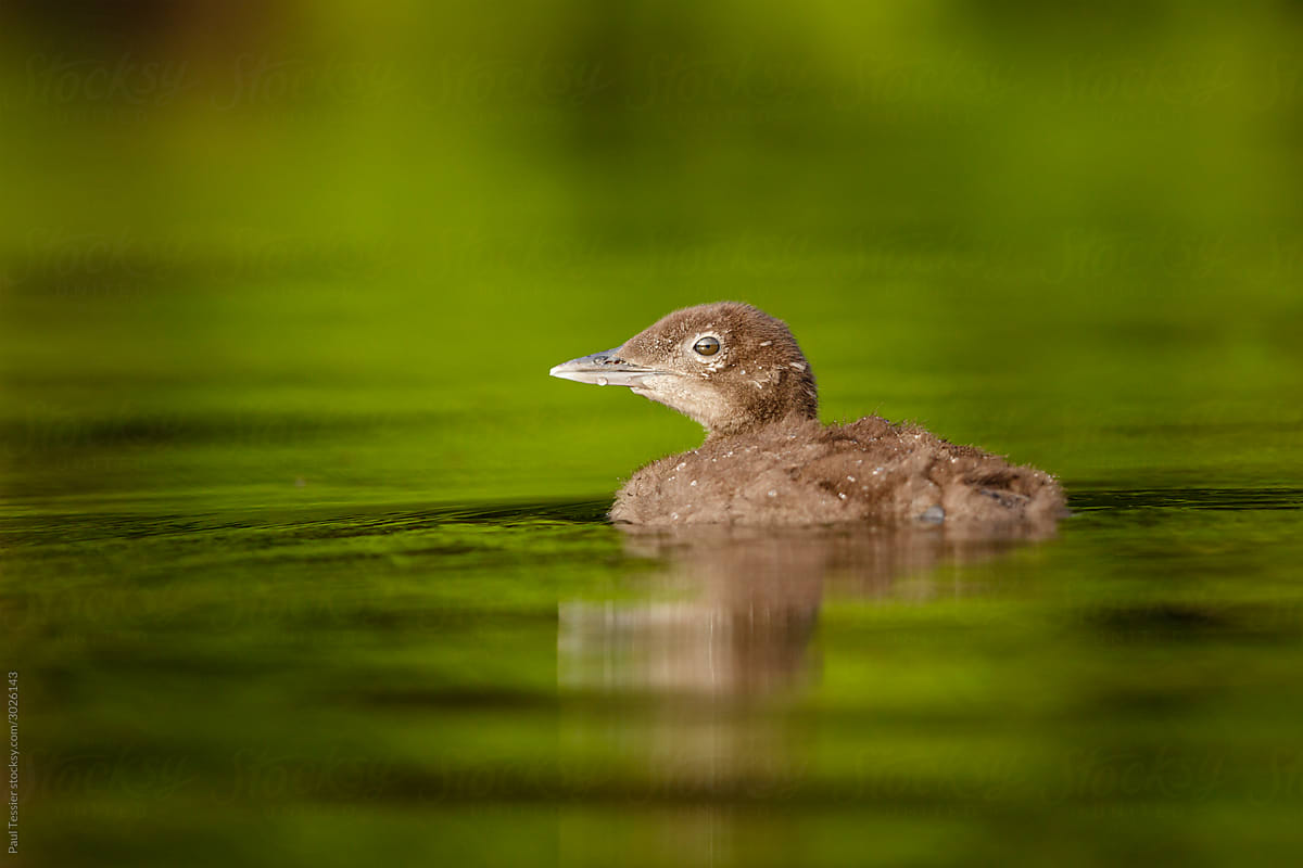 Loon Chick