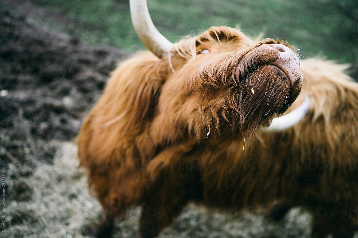Highland cattle scratching himself with his long horns