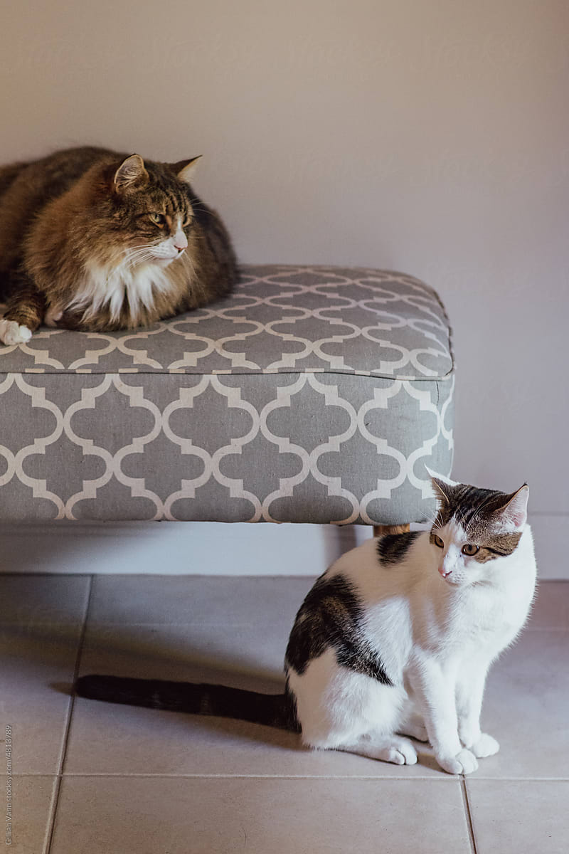 cats on furniture
