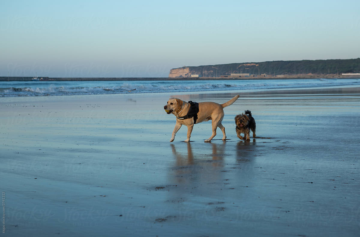 Labrador and terrier on a beach