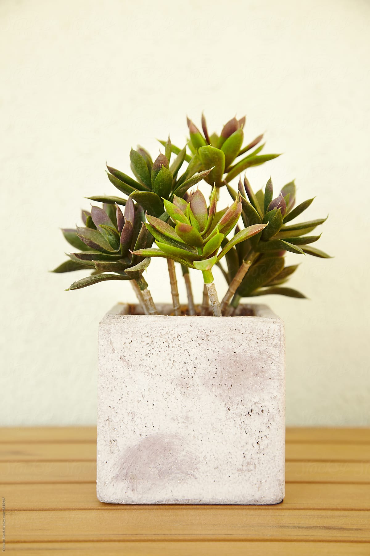Close-up of succulent in white concrete planter