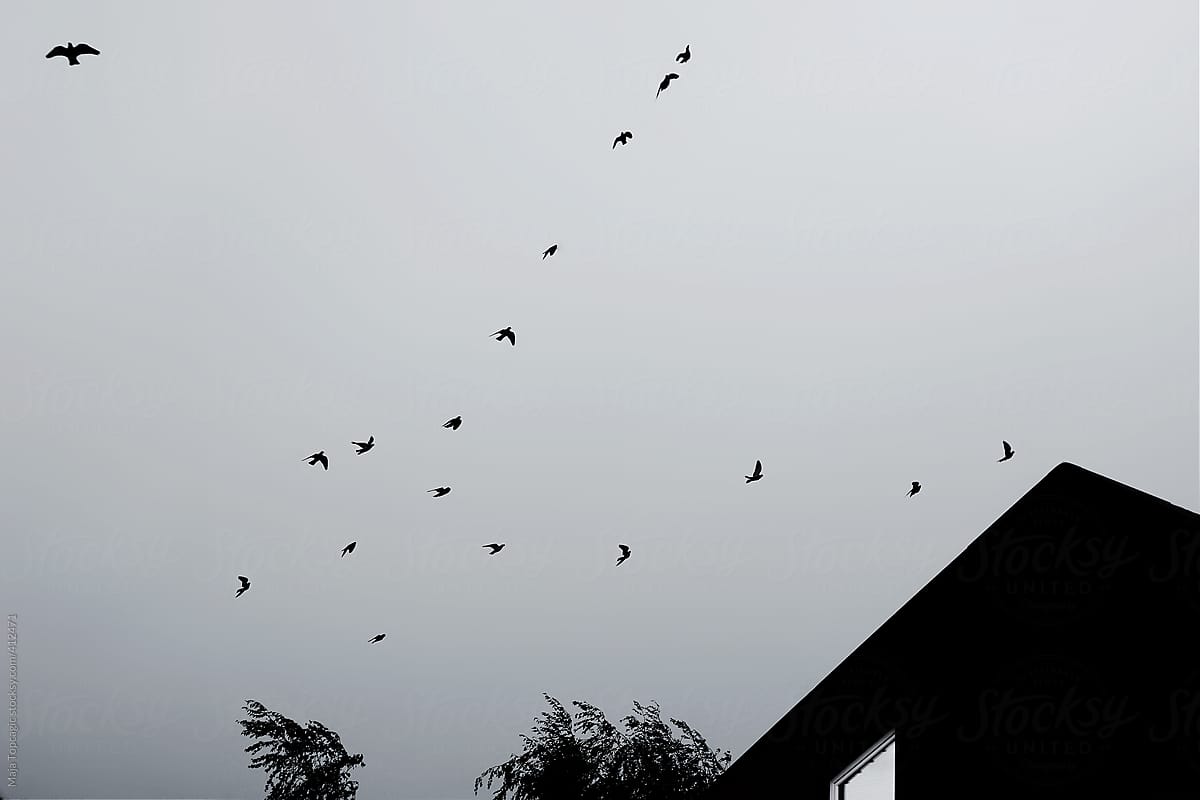 Birds flying over a building
