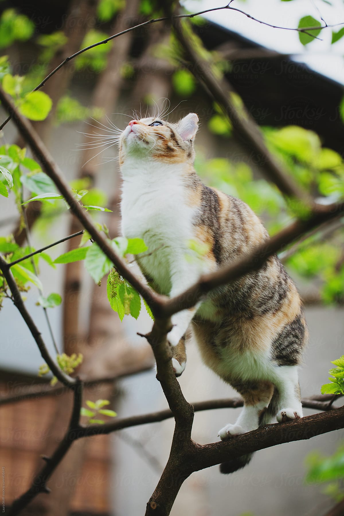 Tabby cat climbing tree and looking up by Laura Stolfi - Stocksy United