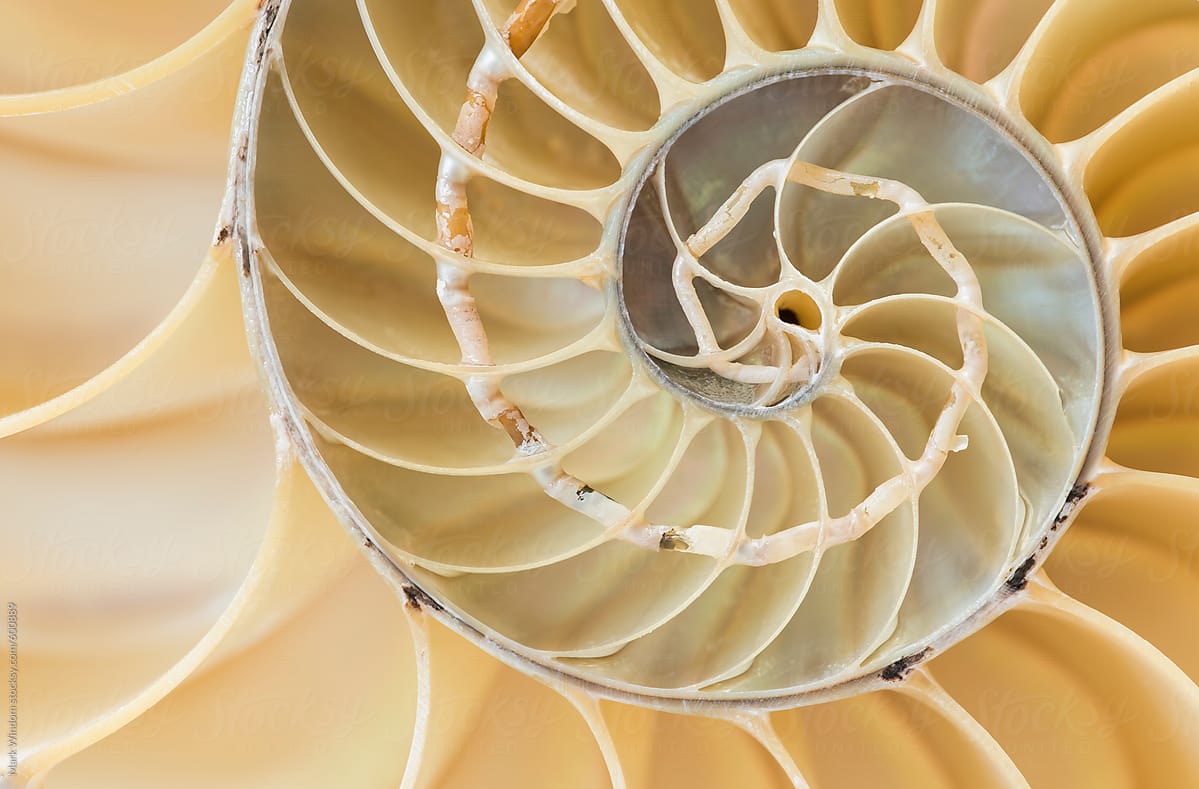 Nautilus shell, closeup