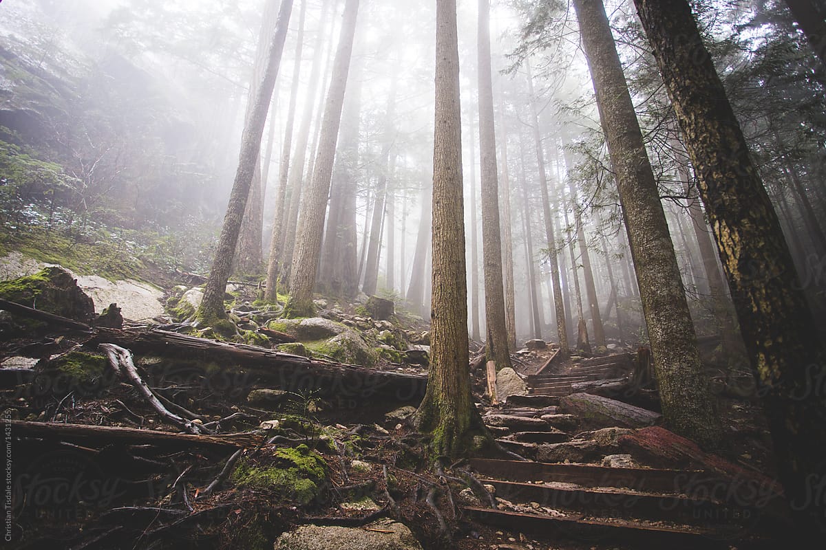 Misty forest hiking trail