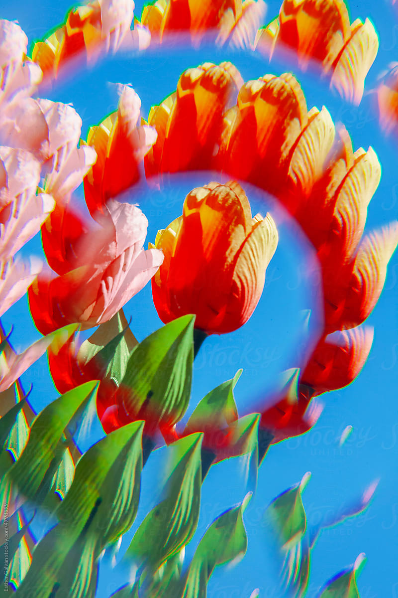 Detail of a red Kaleidoscope Tulips over blue sky