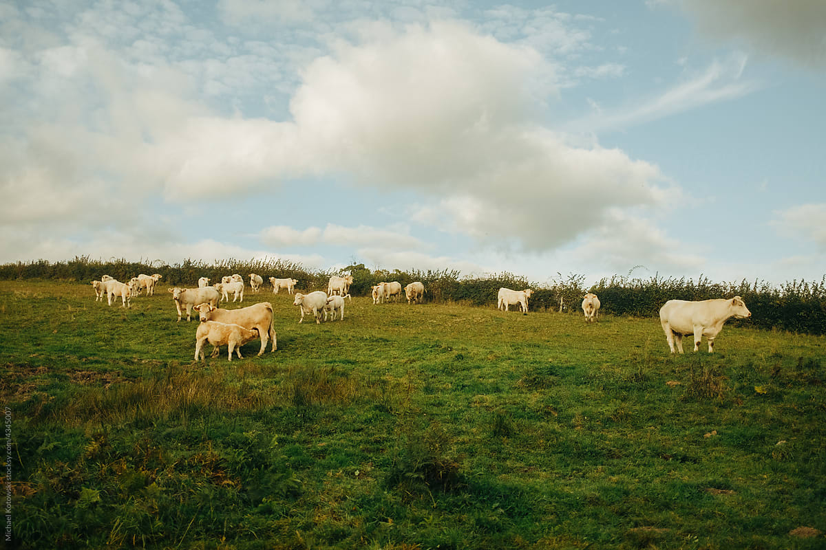 Cows standing on a meadow