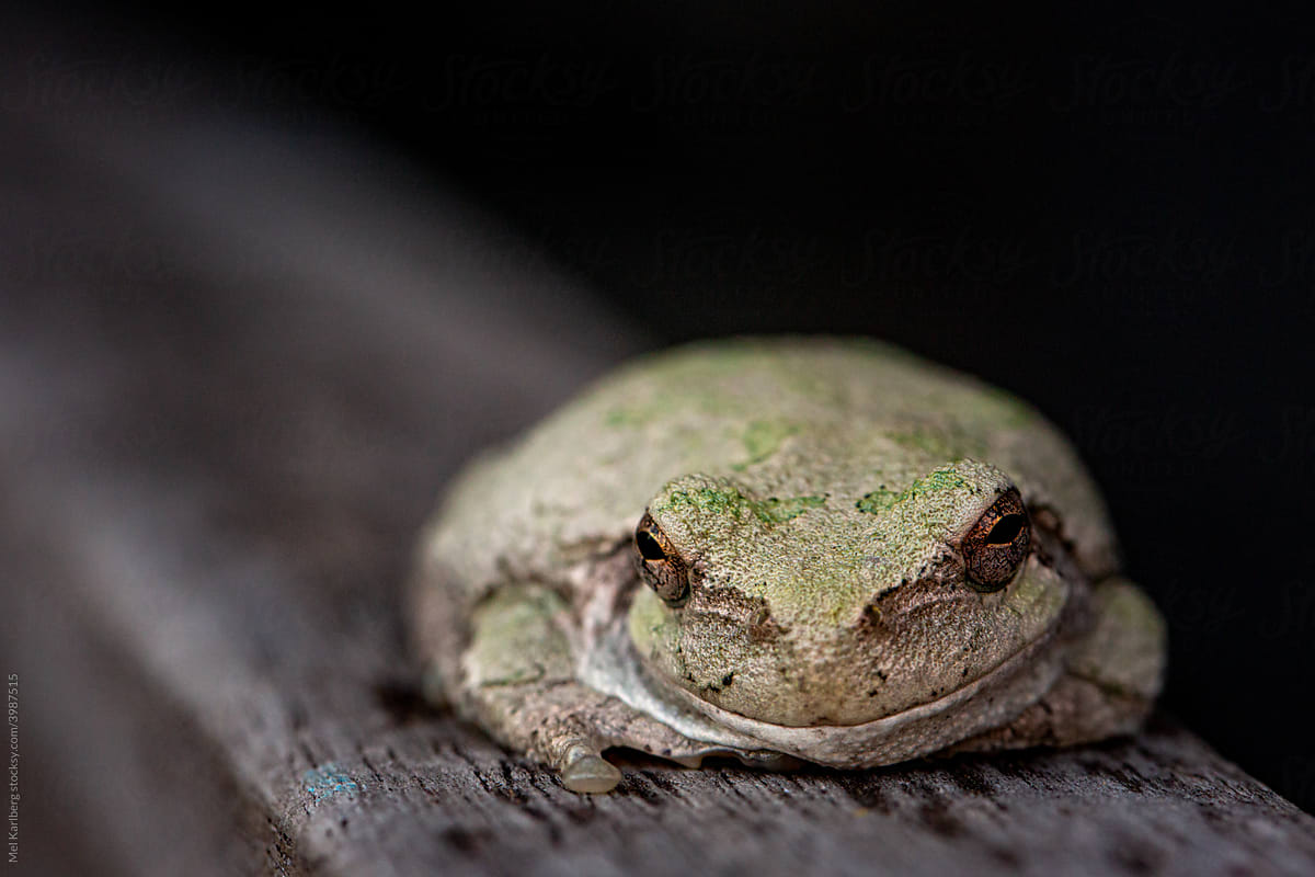 Smiling frog sitting on wood railing