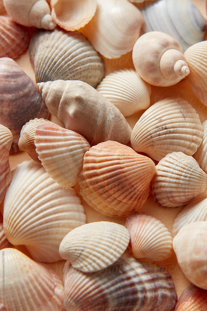 Creative pattern of sea shells, full frame.