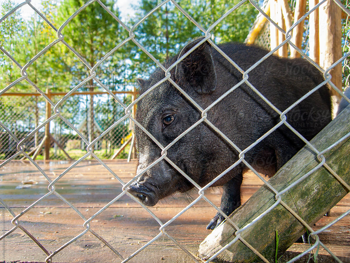black mini pig behind the fence
