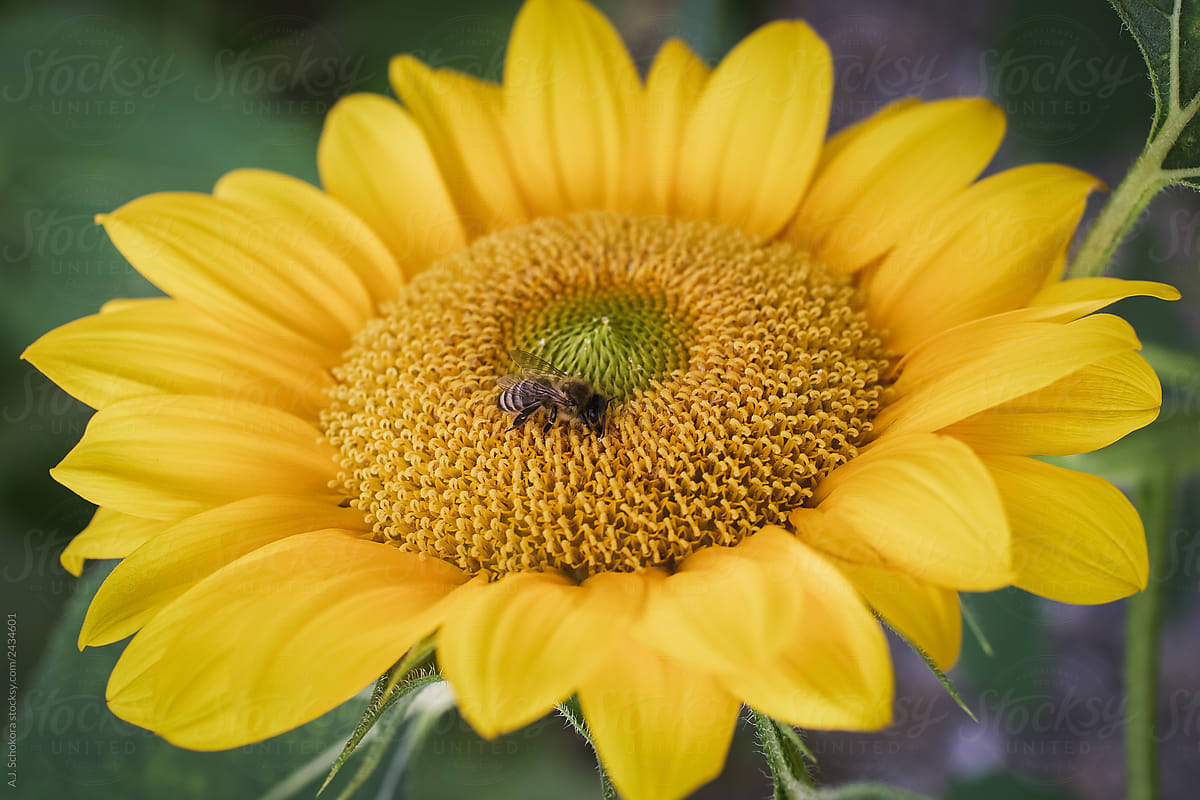 "Busy Bee" by Stocksy Contributor "A.J. Schokora" - Stocksy