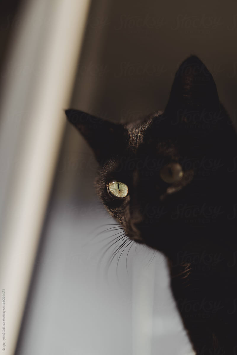 Black cat spying