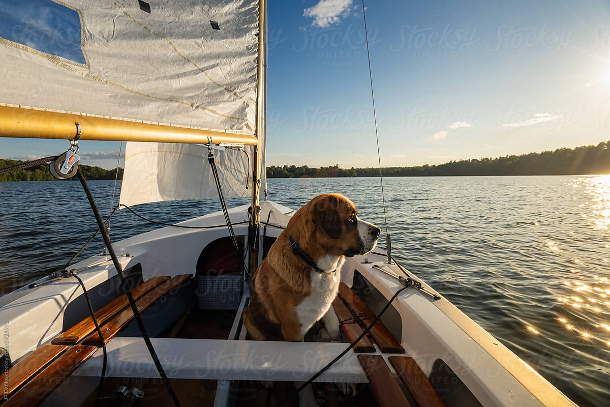 Large Dog Sailing on Small Sailboat at Lake