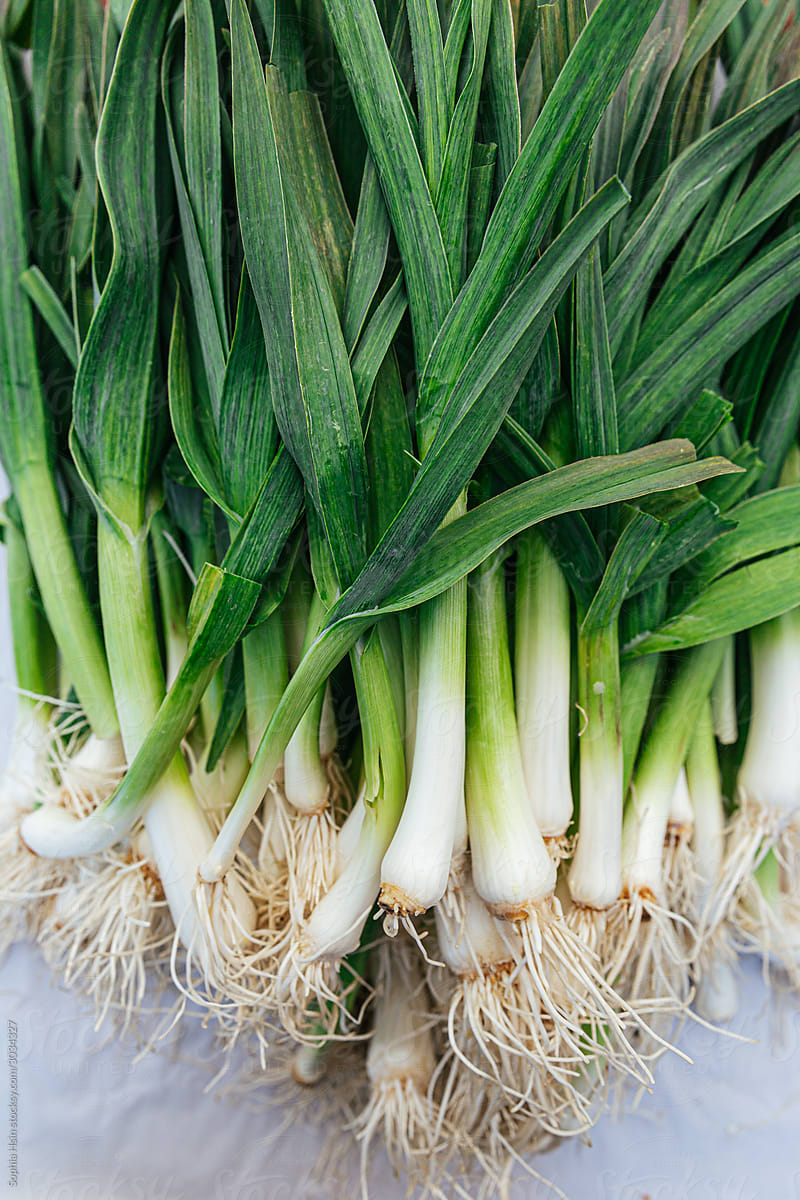 Organic green onions with roots at farmers market