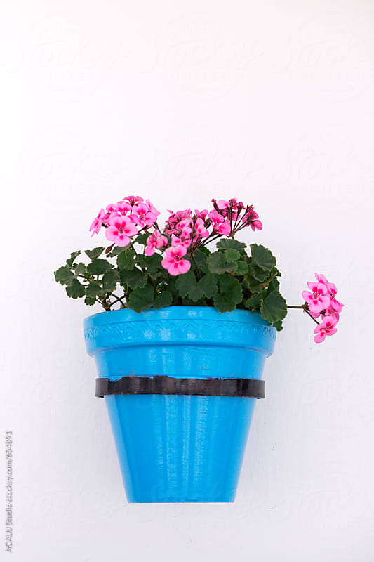 Planter with flowers hanging on the wall by ACALU Studio - Stocksy United