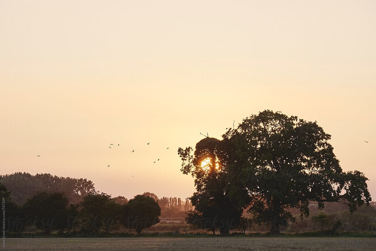 Birds flying through an orange sky as the sun sets behind a tree. Norfolk, UK.