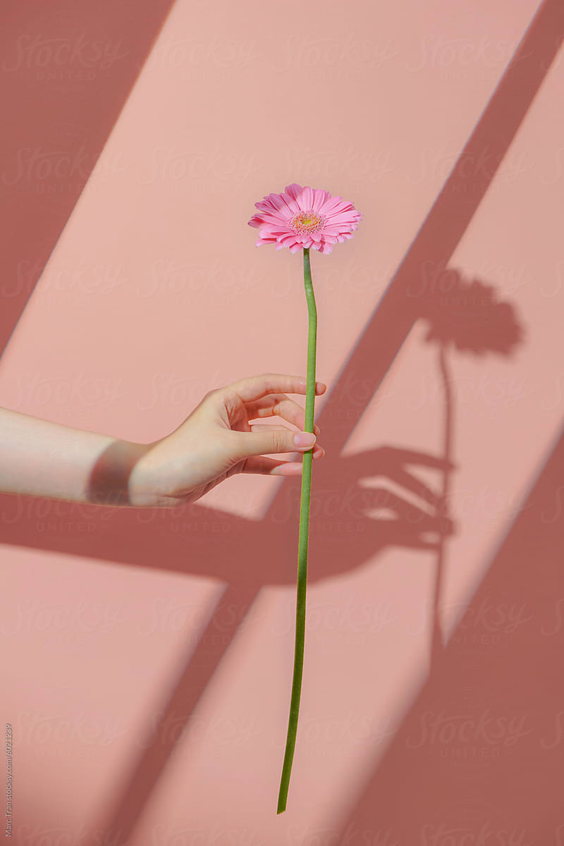 Female hand is holding pink gerbera flower over coral color