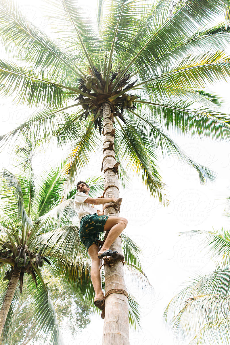 Man Climbing Up A Palm Tree In A Tropical Area