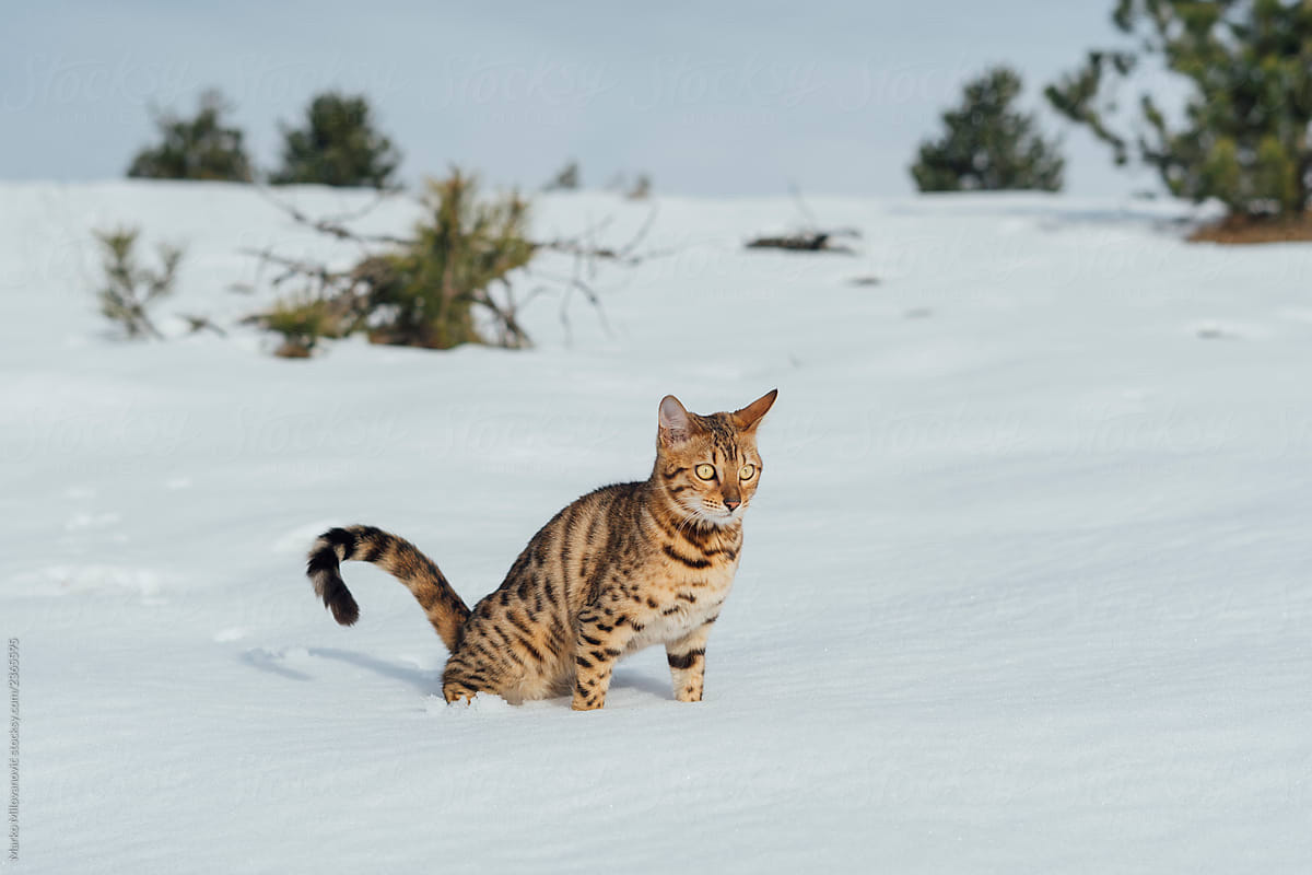 Bengal cat peeing in snow