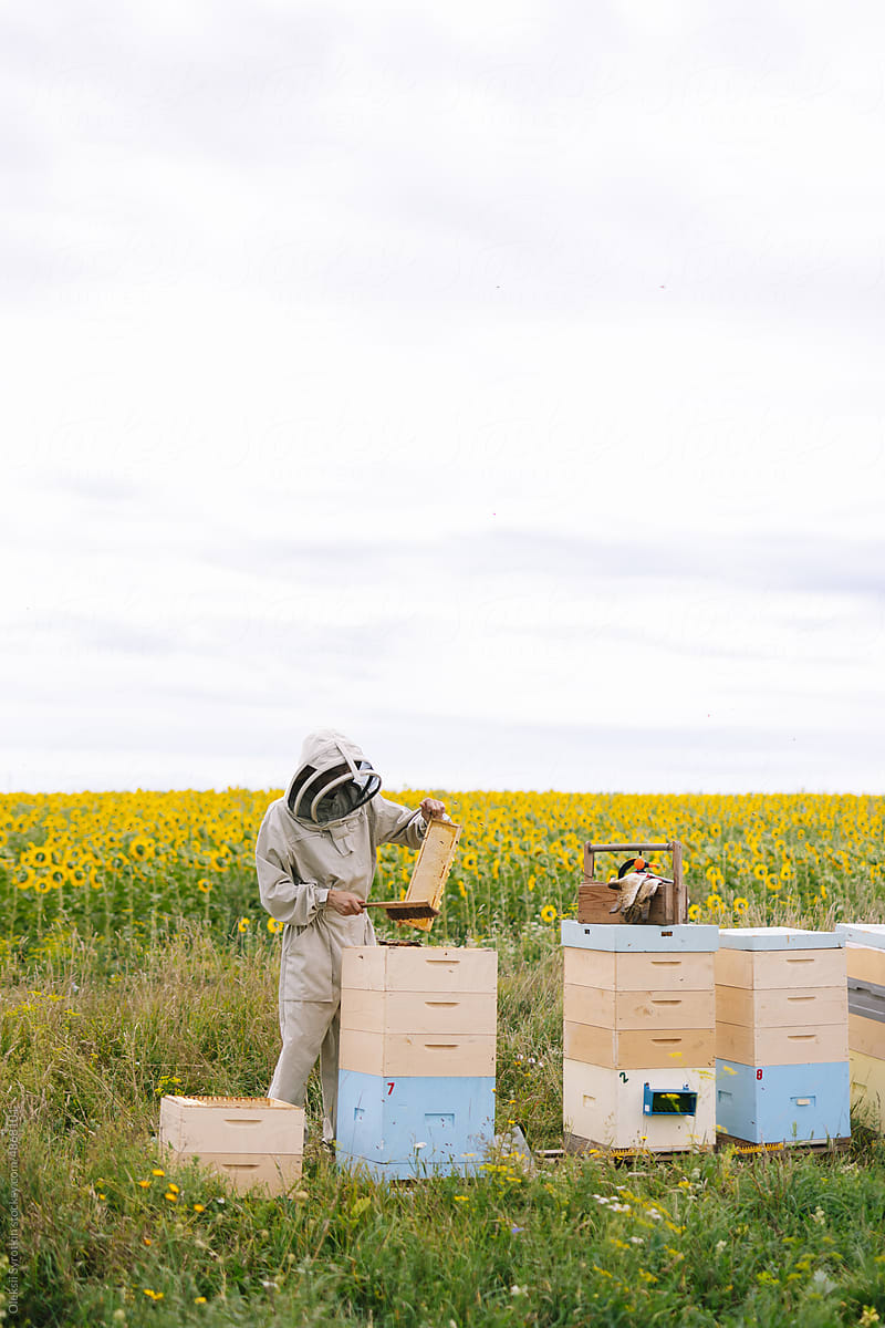 Beekeeper honeycomb preparation harvest