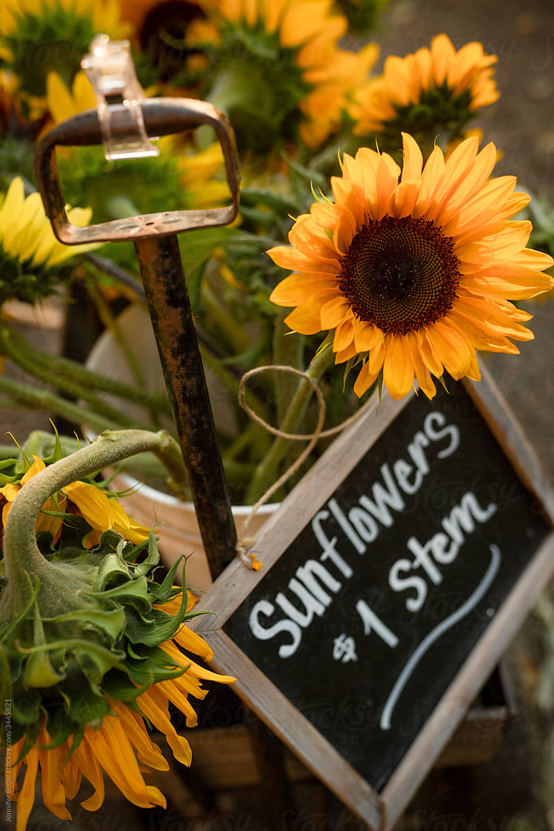 Sunflower blooms for sale with sign