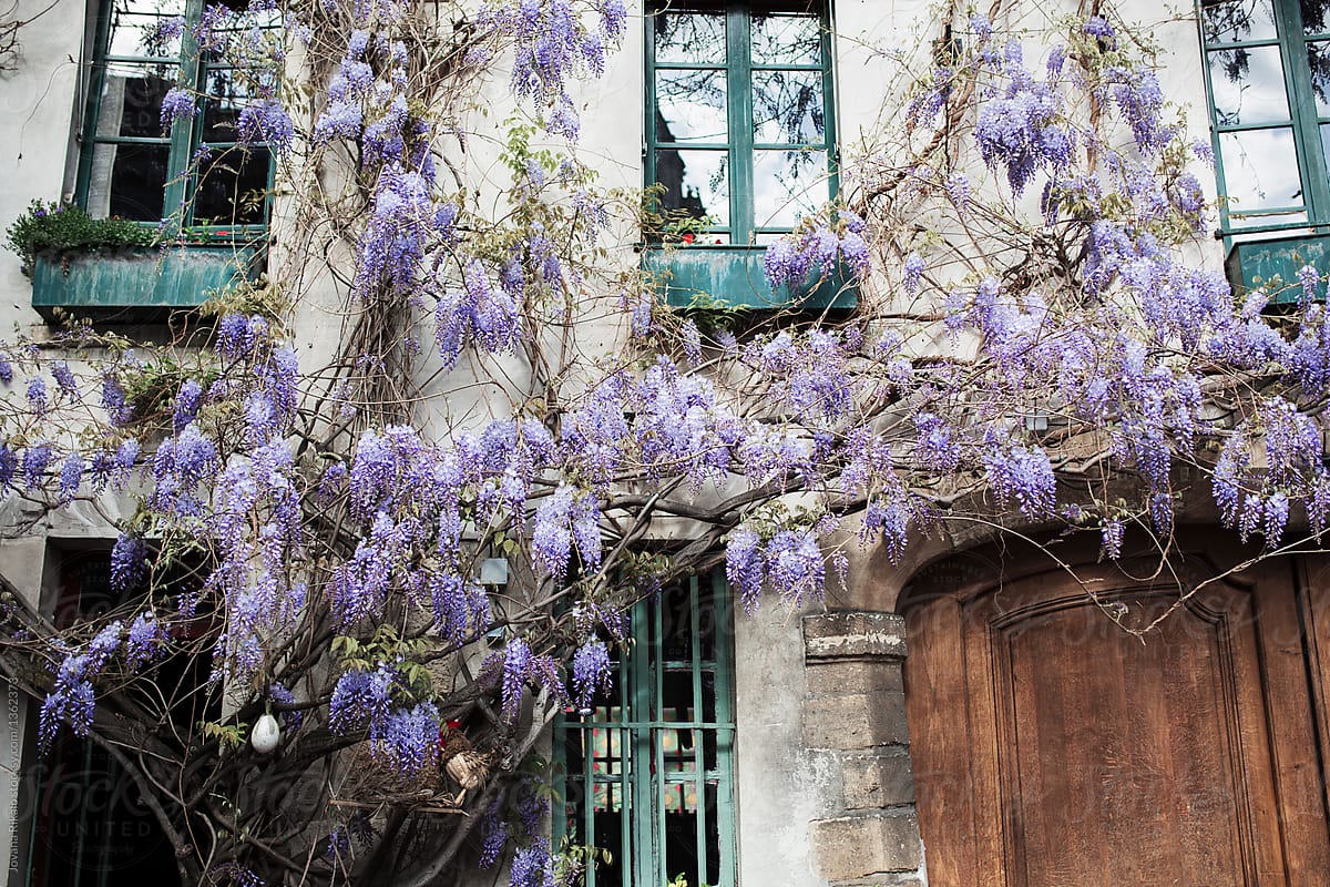 Wisteria on a building