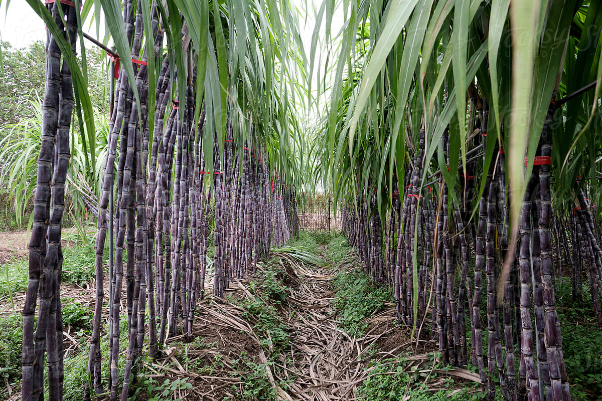 Naturally grown sugarcane field in the farm