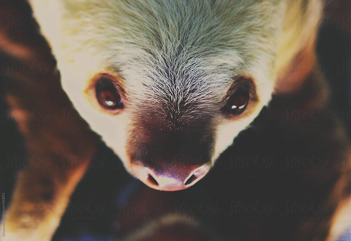 Close up portrait of a cute baby sloth looking at the camera