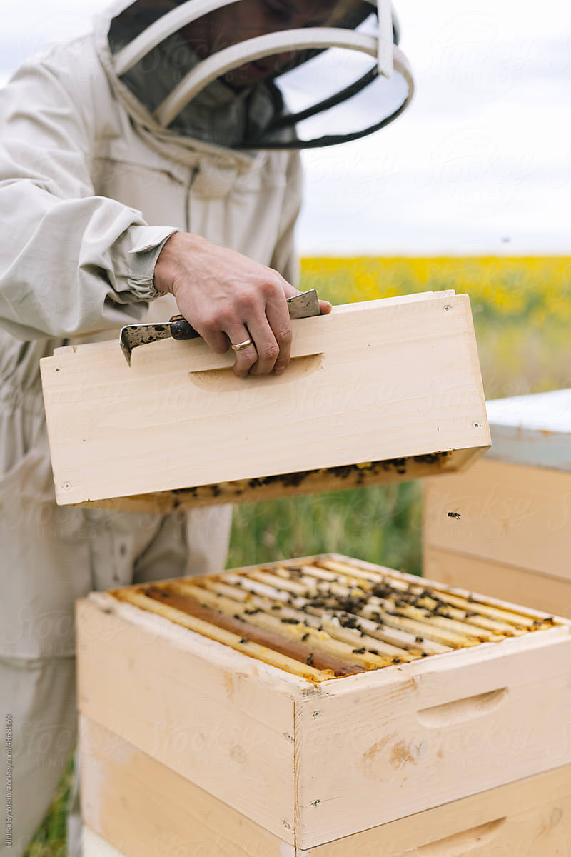Apiary job apiculture inspect