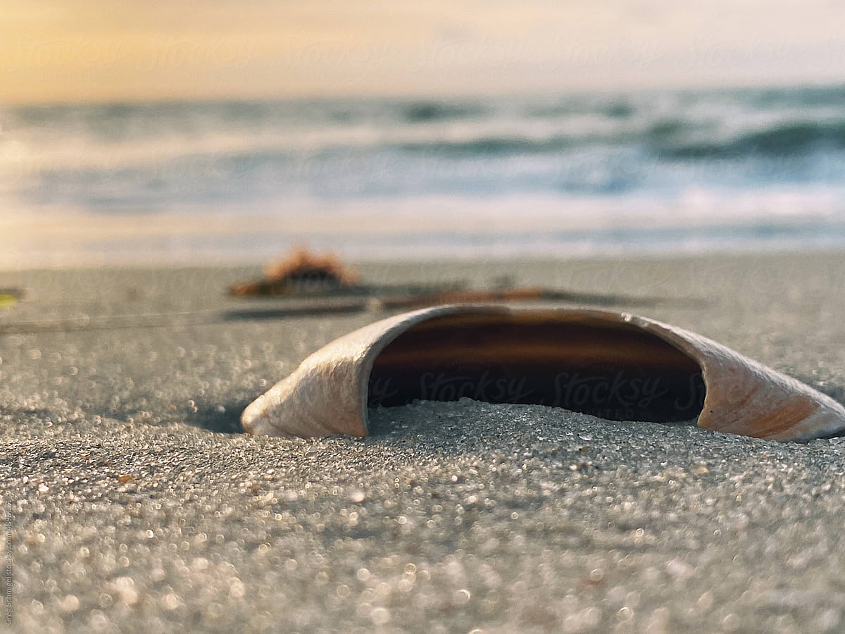 Close up of seashell on a sandy summer beach