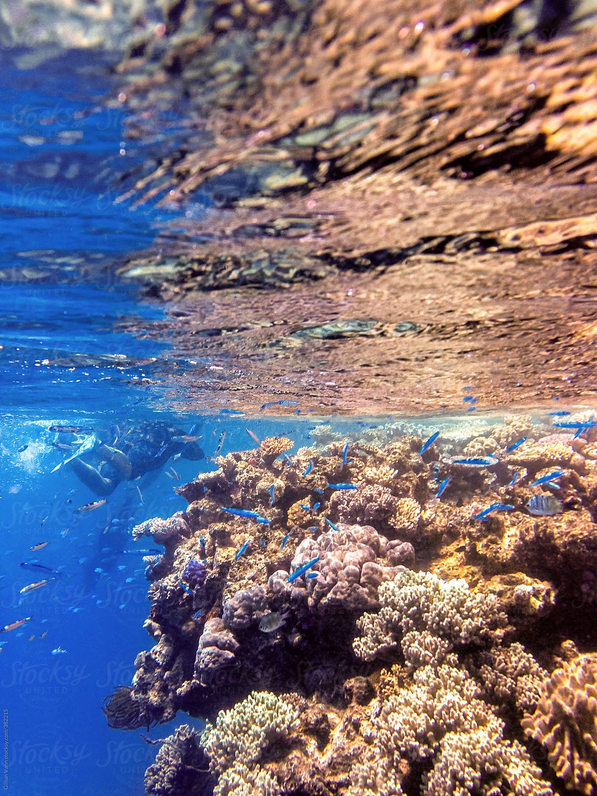 underwater on the Great Barrier Reef, Australia
